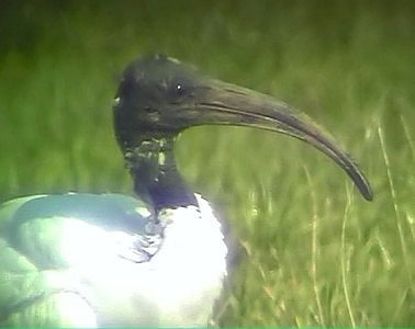 Heiligeibis280901